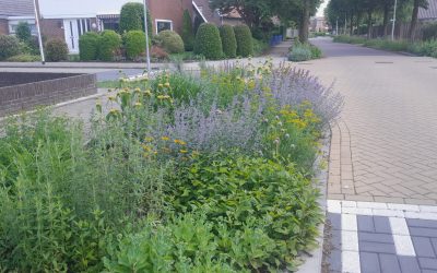 Beplanting woonstraten Lichtenvoorde staat er mooi op
